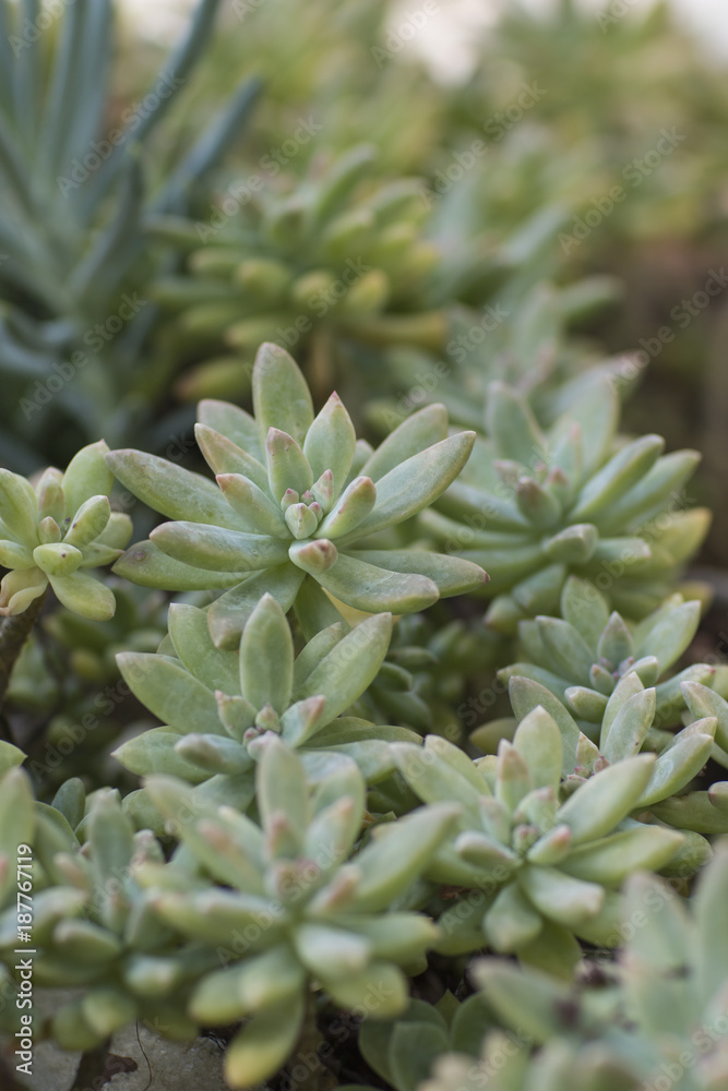 Group of beautiful green succulent plants Group of beautiful green succulent plants