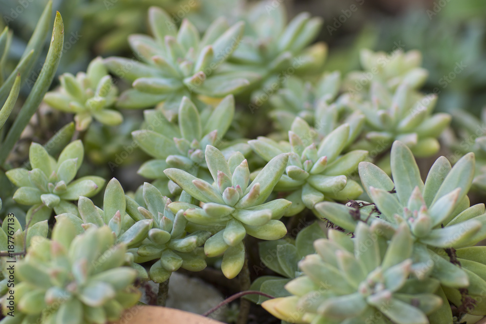 Group of beautiful green succulent plants Group of beautiful green succulent plants