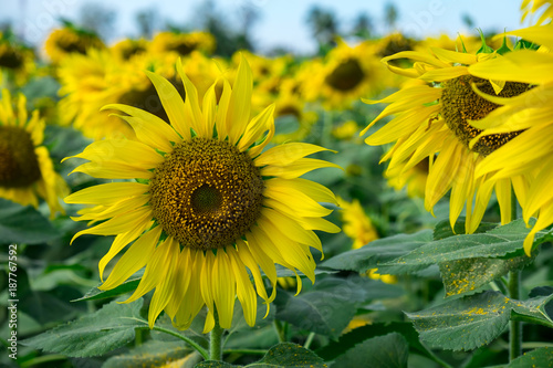 Beautiful sunflower on-farm field