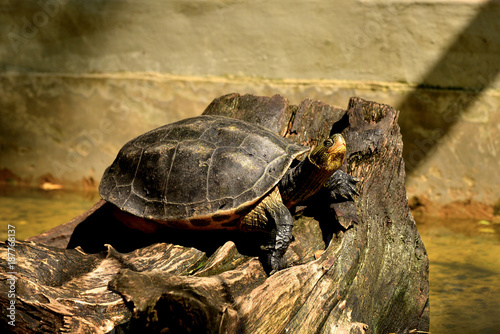 Turtles sunbathing in the pond