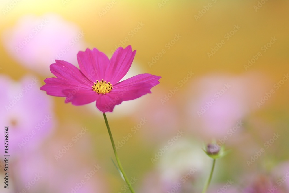Flowers that bloom .Focus on pollen. Flowers that bloom .Focus on pollen.