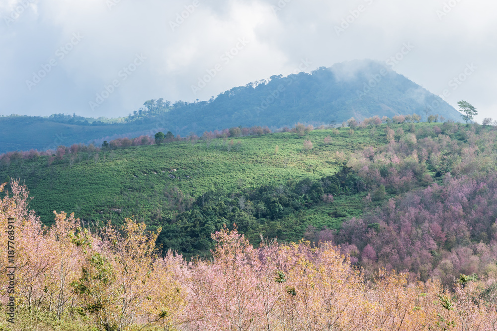 Wild Himalayan Cherry ( Prunus cerasoides ) ( Sakura in Thailand ) Wild Himalayan Cherry ( Prunus cerasoides ) ( Sakura in Thailand )