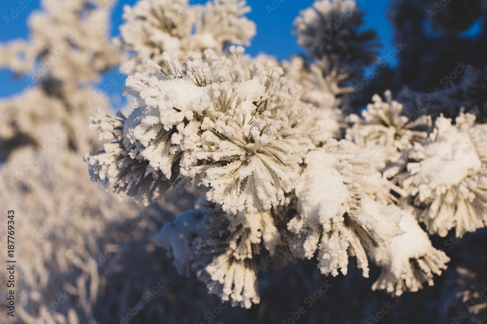 winter, story, snow, frost, new year, January, nature, beauty, horse winter, story, snow, frost, new year, January, nature, beauty, horse