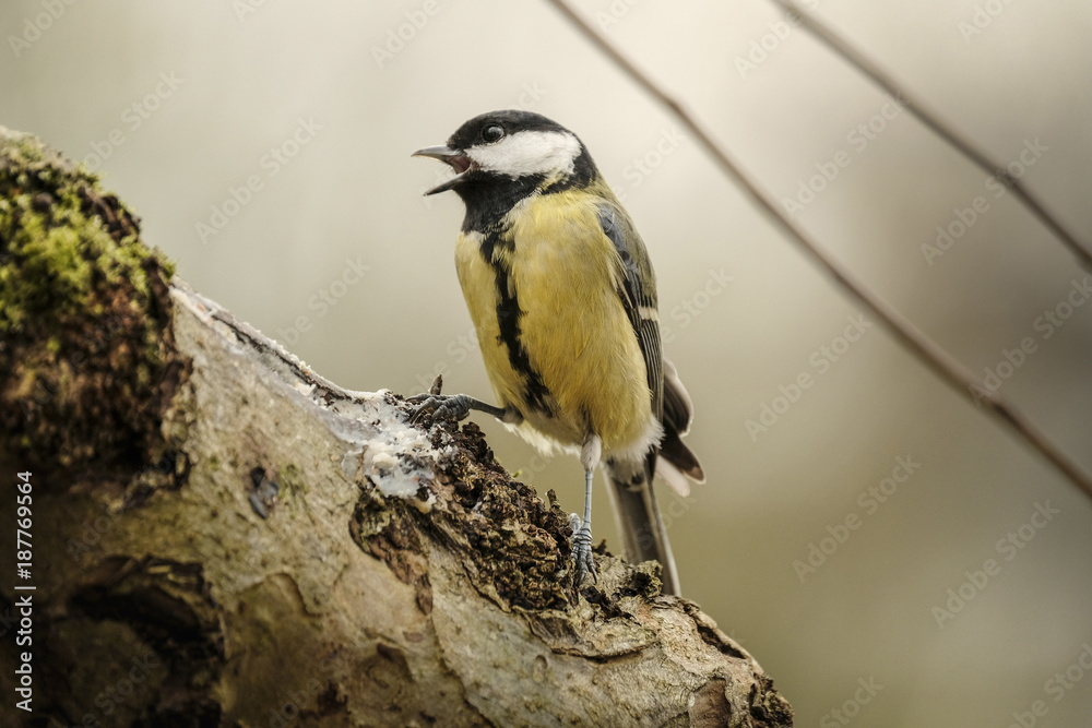 Obraz premium Kohlmeise