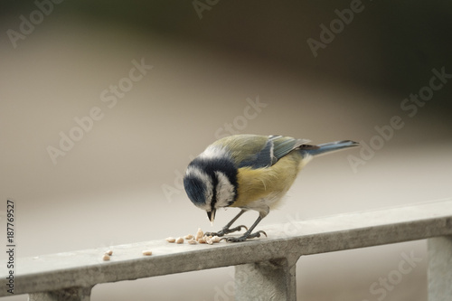 Blaumeise
