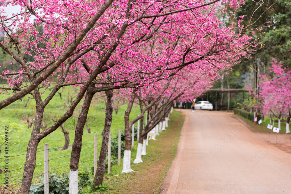 Beautiful Cherry blossom trees roadside at Ang Khang Hill, Chiang  mai, Thailand