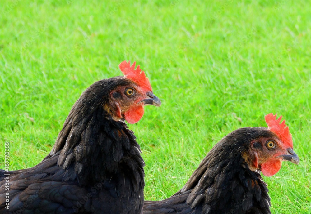 poulettes noires,en liberté,portrait