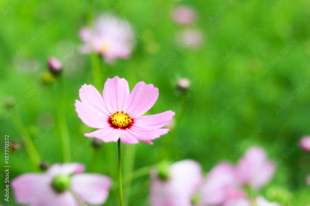 Pink Cosmos Flower in love tone colors. Pink Cosmos Flower in love tone colors.