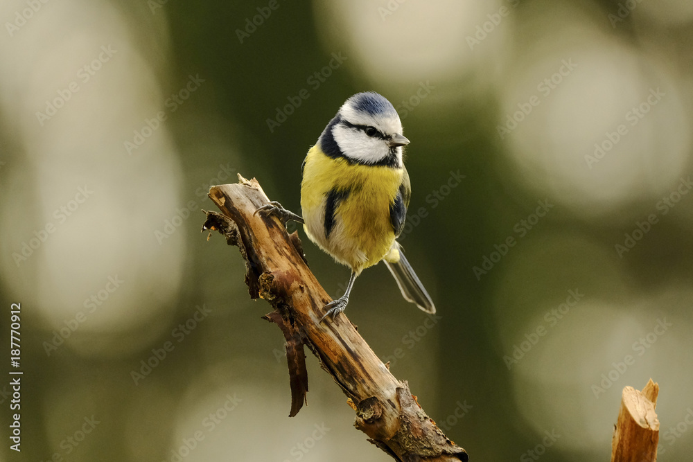 Obraz premium Blaumeise