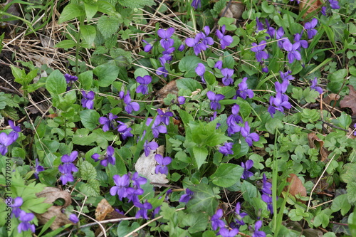 violettes au printemps