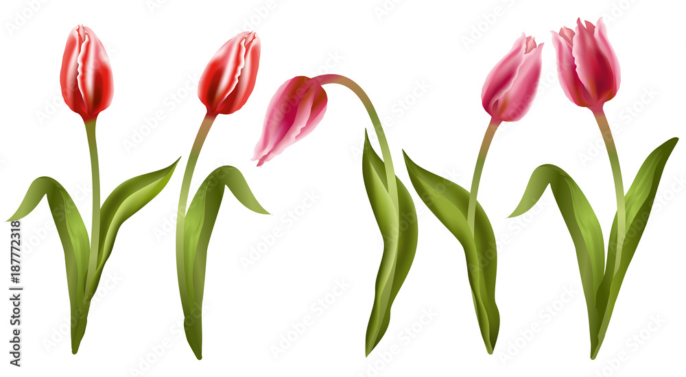 Tulips. Set of realistic vector illustrations of red and pink tulips flowers isolated on white background. Tulips. Set of realistic vector illustrations of red and pink tulips flowers isolated on white background.