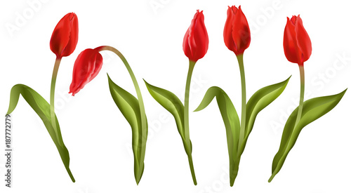 Red tulips. Set of realistic vector illustrations of red tulips flowers isolated on white background.