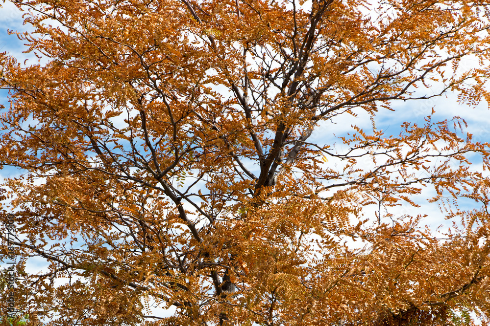 Fototapeta premium Fall colors background