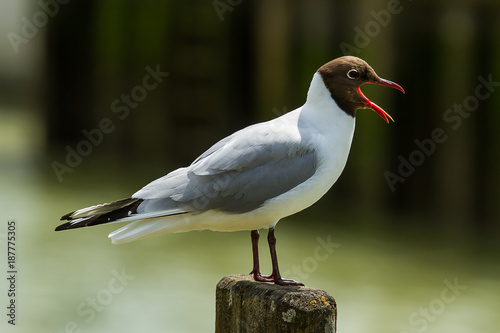 photo of a Black headed gull call while standing on a wooden post