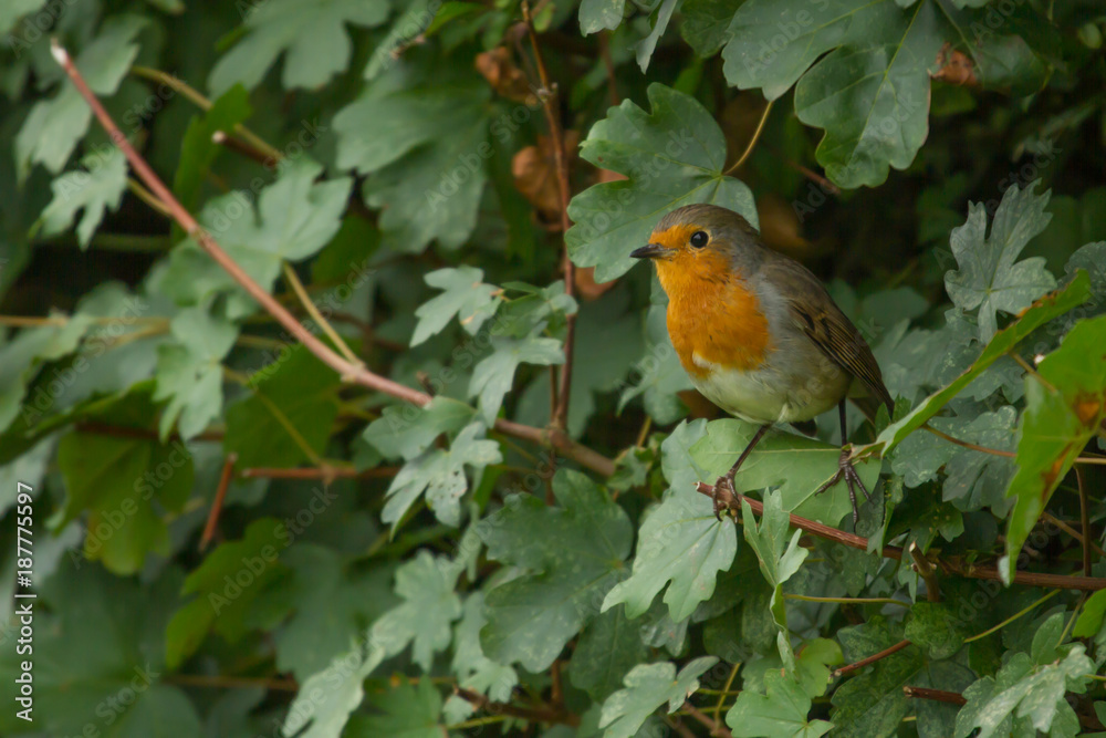 photo of a little robin red-breast sitting on a branch photo of a little robin red-breast sitting on a branch