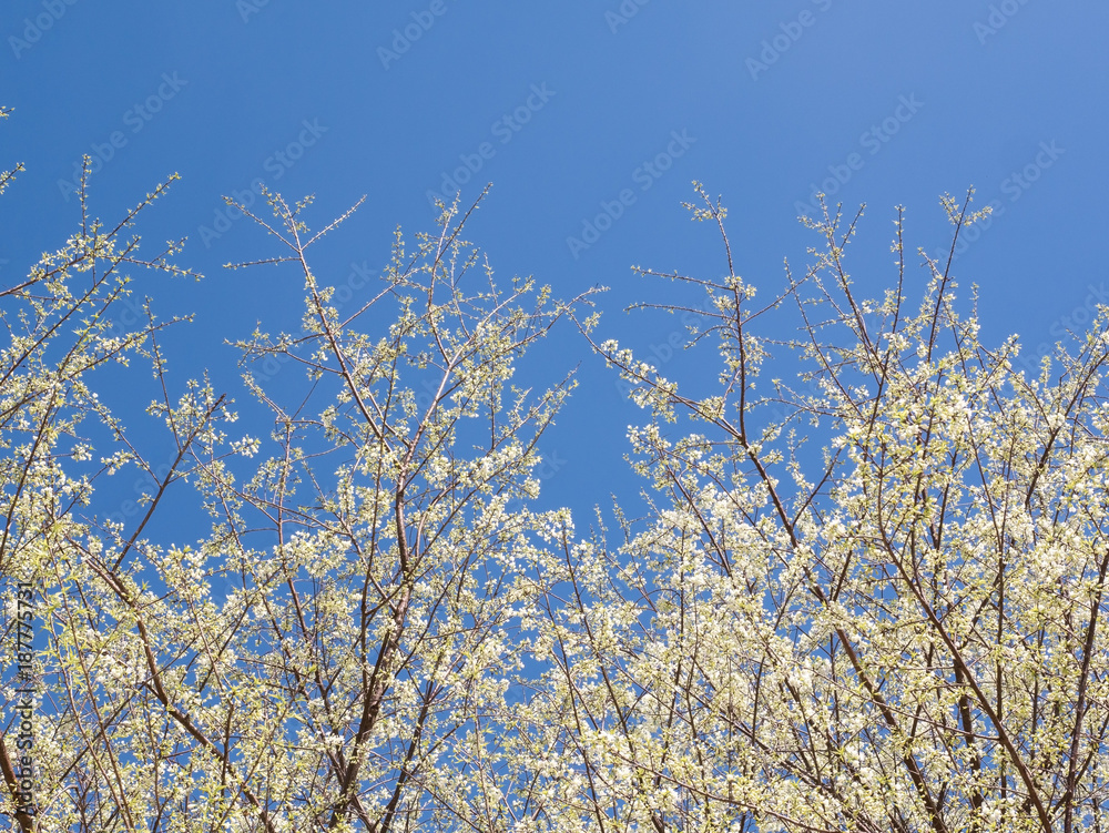 White blooming cherry blossom flower (Sakura) over blue sky White blooming cherry blossom flower (Sakura) over blue sky