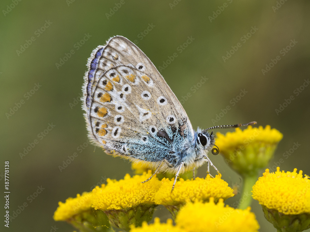 Ein kleiner Schmetterling sitzt auf einer gelben Blüte (Rainfarn). Ein kleiner Schmetterling sitzt auf einer gelben Blüte (Rainfarn).