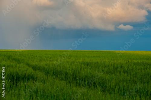 rural landscape with rain clouds on a blue sky in a field. Evening. Wheat field.