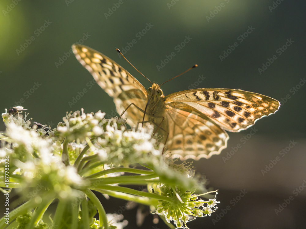 Fototapeta premium Ein bunter Schmetterling saugt Nektar aus einer Blüte.