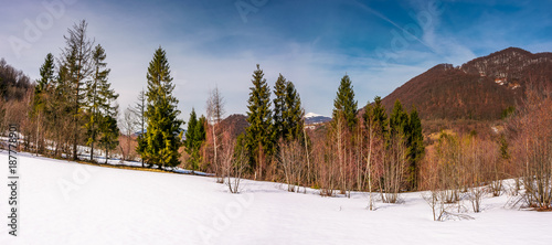 snowy slope with forest in springtime. lovely panorama of mountainous countryside photo