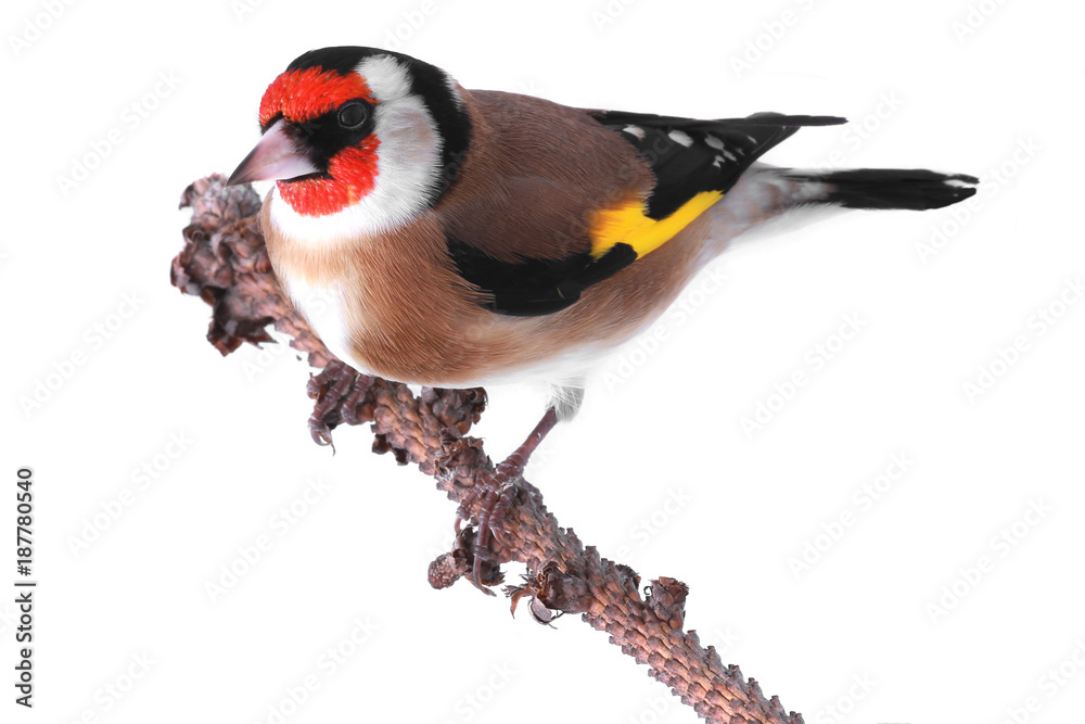 Fototapeta premium goldfinch