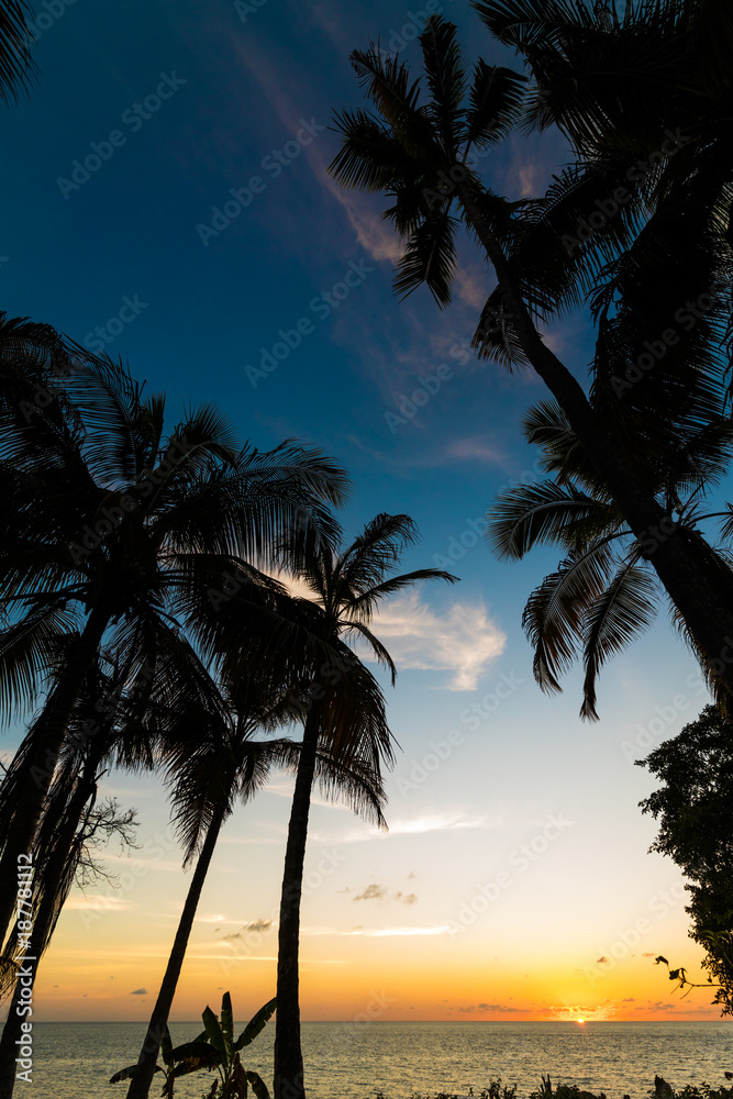 Exotic palms growing at seaside in Caribbean in sunset lights.