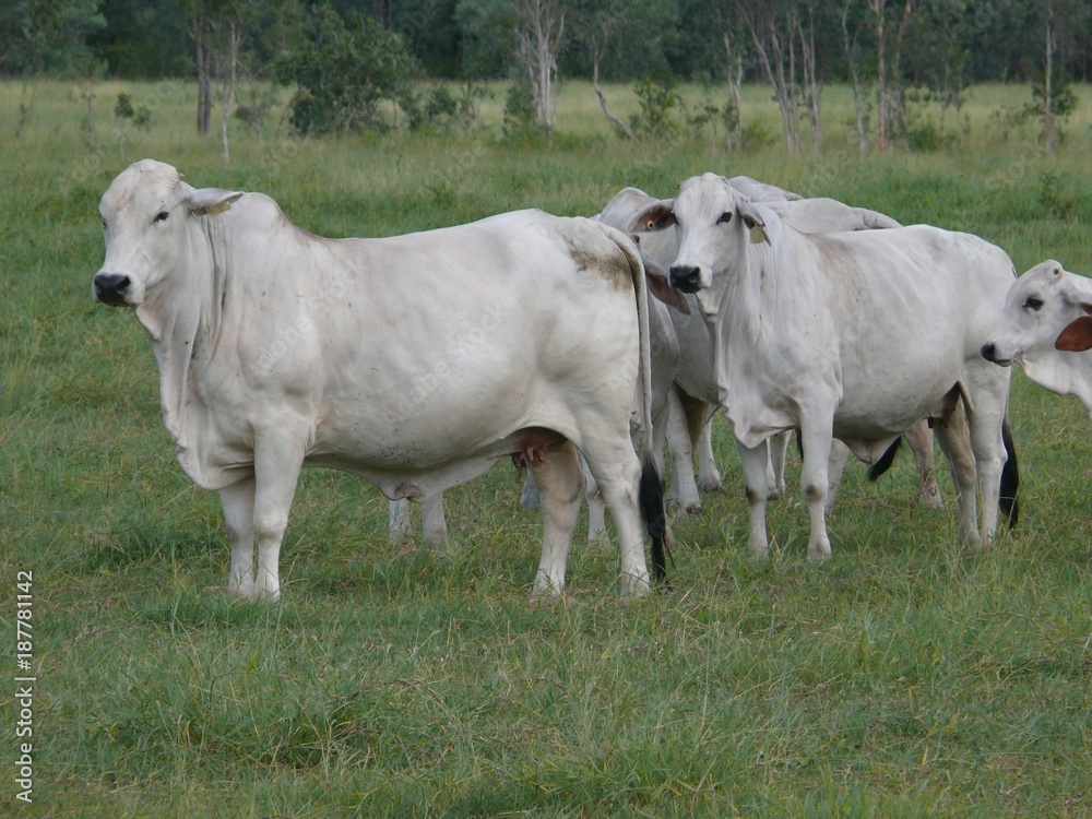 Cattle of Indian art on the pasture in Eastern Australia