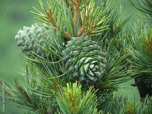 Cedar nut, pine cone green. Pine nut, pine lump, cedar wood. Cedar branch. Woodland cedarwood photo