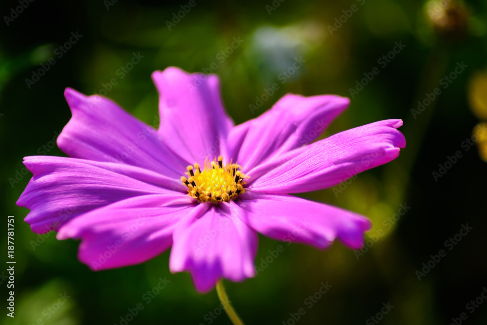 A Pink purple cosmos. Close up of single cosmos flower.
