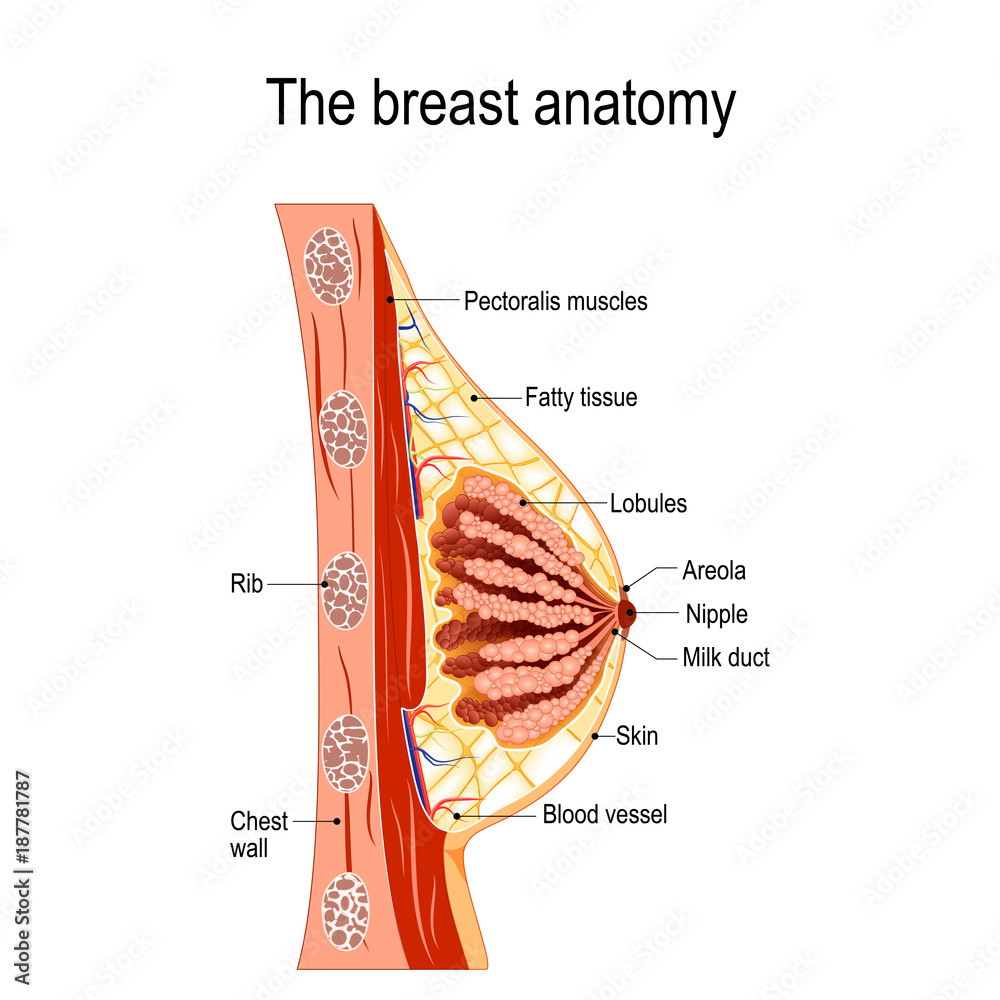 Premium Vector  Female chest anatomy mammary gland duct and lobular  structure