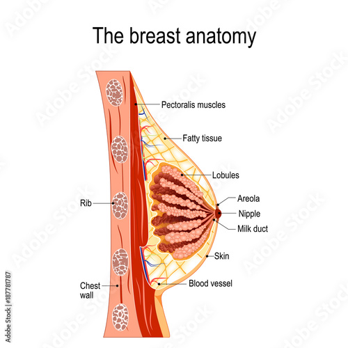 Breast anatomy