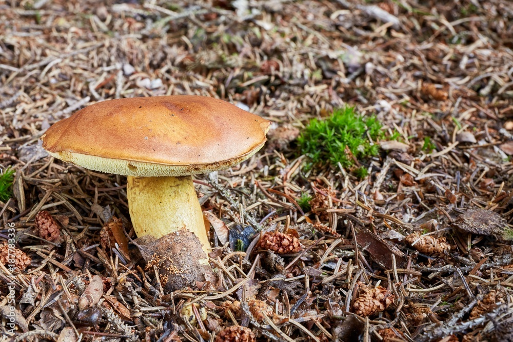Imleria badia. Fungus in the natural environment. Imleria badia. Fungus in the natural environment.