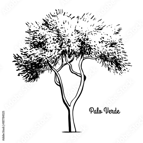 Vector sketch illustration. Black silhouette of Palo Verde or Paloverde isolated on white background. Drawing of Parkinsonia, Arizona state tree. photo