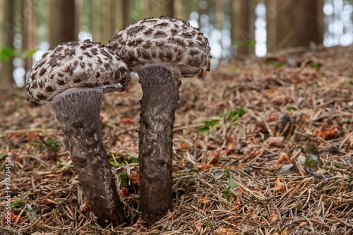 Strobilomyces floccopus in the natural environment