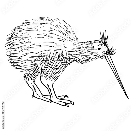 Hand drawn ink monochrome bird kiwi sketch stock vector illustration