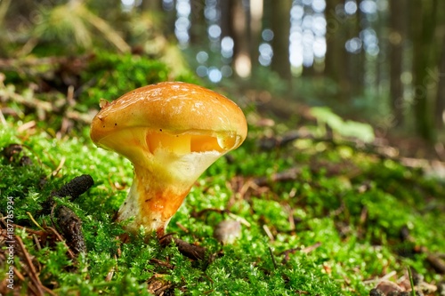 Suillus grevillei in the natural environment.