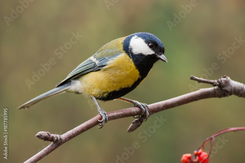 Great tit, parus major, on branch with red berries. Little garden yellow bird in autumn with orange blurred background.