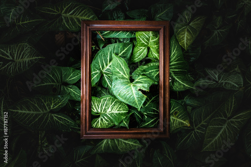 Creative layout made of wood frame and green leaves in darklight,Layout design from nature photo