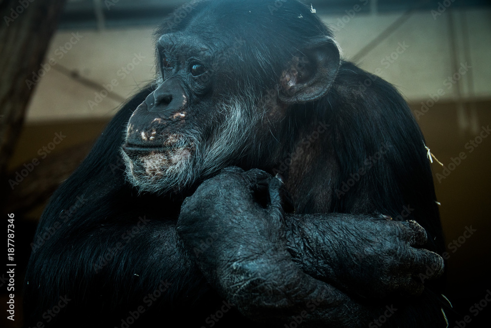 Portrait of a monkey in a zoo looking unhappy Portrait of a monkey in a zoo looking unhappy