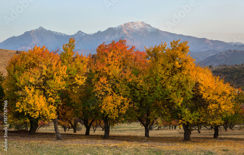 Autumn landscape with beautiful colored trees and mountains in the background.Uzbekistan