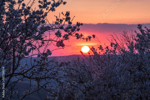 The setting sun in the blooming trees