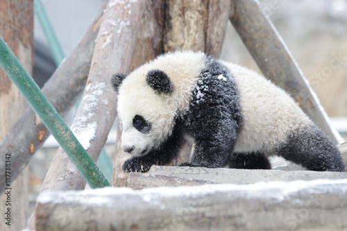 Fototapeta Naklejka Na Ścianę i Meble -  Little Panda Cub loves to play in the Snow