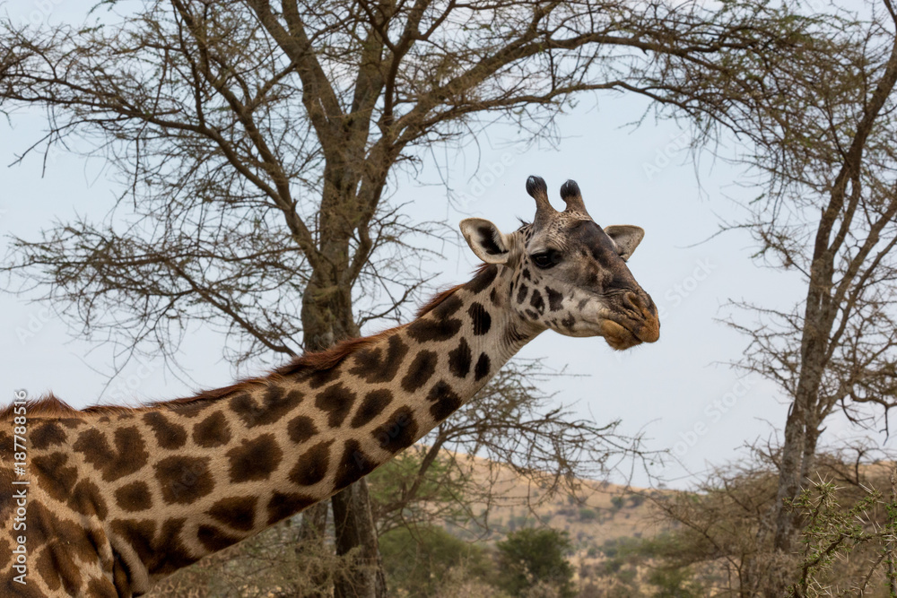 Giraffe Giraffe