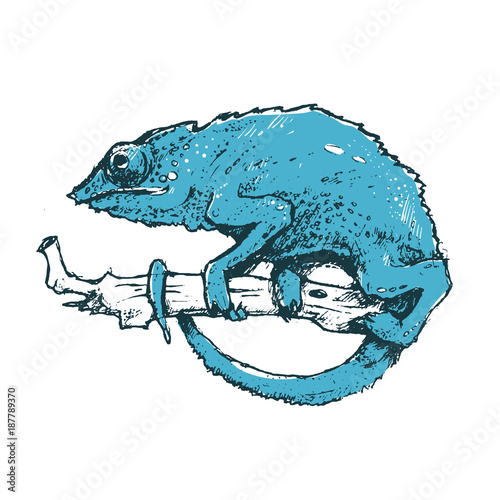 Fototapeta Naklejka Na Ścianę i Meble -  Сute blue chameleon on a branch. Vector hand drawn illustration. Wildlife style. It can be used for printing on t-shirts, postcards, or used as ideas for tattoos..
