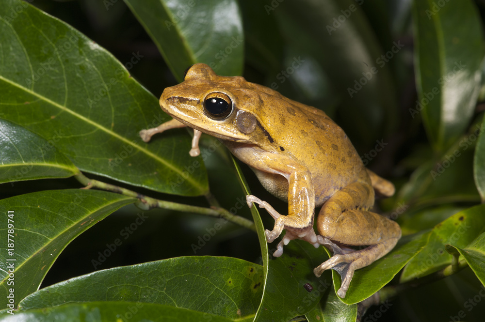 Weißbart-Ruderfrosch (Rhacophorus leucomystax) - Common tree frog Stock ...