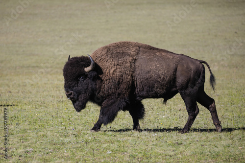 Bison Grand Canyon National Park