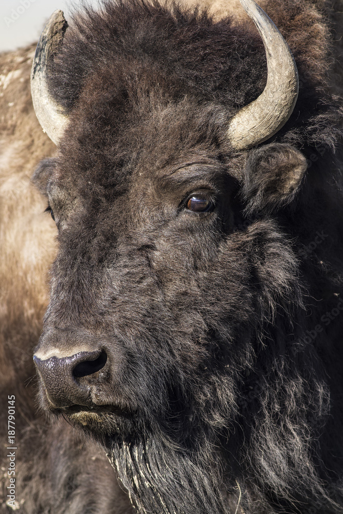 Fototapeta premium Bison Grand Tetons 2014 and 2015