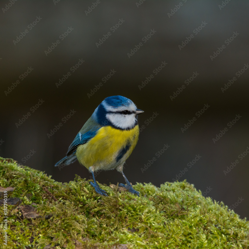 Wildlife photo - Eurasian blue tit stands on old wood in forest, Slovakia, Europe Wildlife photo - Eurasian blue tit stands on old wood in forest, Slovakia, Europe