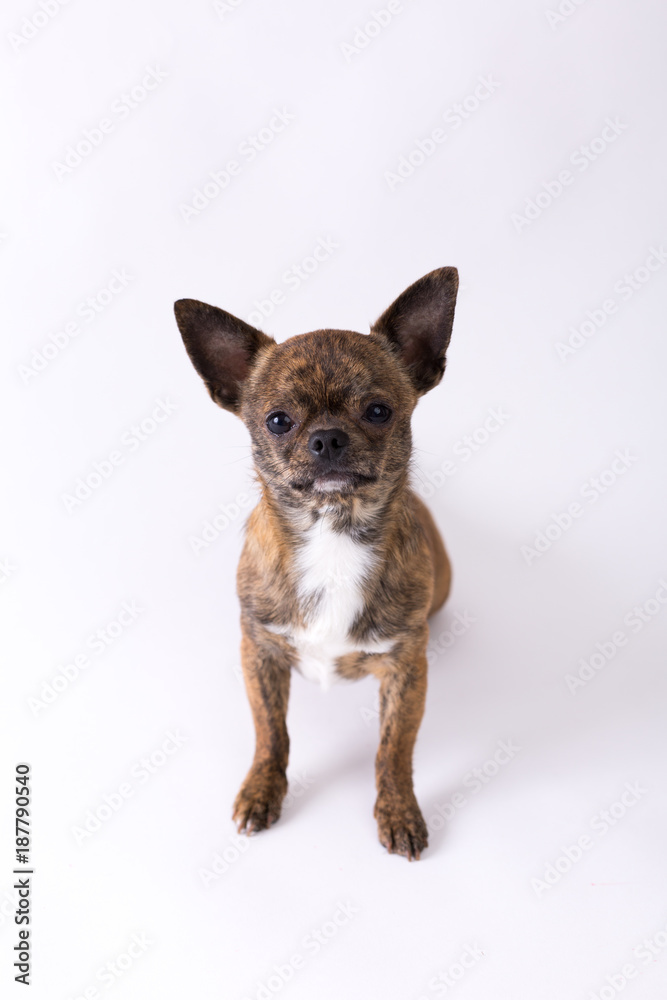 Obraz premium Chihuahua