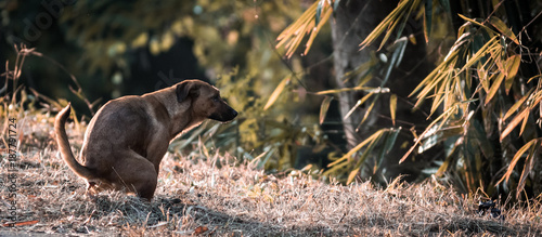 Photography Stray dog.